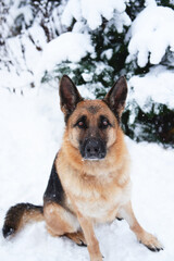 Walking with dog in newly fallen snow in park. German Shepherd sits in winter snow forest near fir tree and looks up with intelligent brown big eyes.