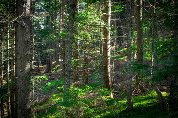 Obraz premium Wald in Ladis