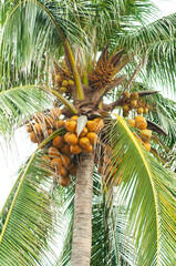 Palm and coconut tree on beach.