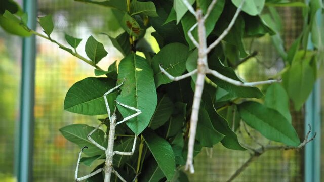 Indonesian beetle the Phasmatoptera cyphocraniu gigas from the family of fowl sitting on the leaves of a tree