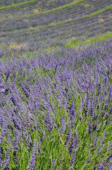 Fototapeta na wymiar Scented purple lavender field background, cultivation in rows, closeup of flowers, Provence in summer