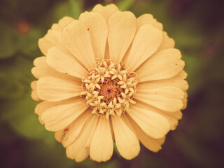 Natureza e o Cerrado Goiano