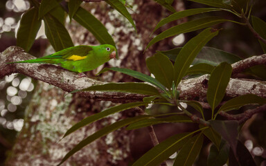 Natureza e o Cerrado Goiano