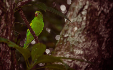 Natureza e o Cerrado Goiano