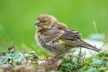 Grünfink (Carduelis chloris)