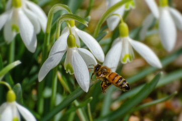 Honey bee in early spring gathering pollen from snow drop flowers.
