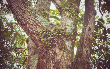 Natureza e o Cerrado Goiano