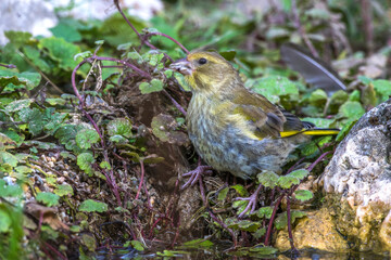 Grünfink (Carduelis chloris) an Wasserstelle