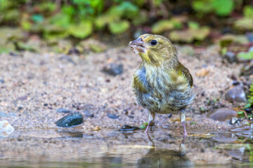 Grünfink (Carduelis chloris) an Wasserstelle