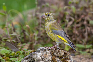 Grünfink (Carduelis chloris) an Wasserstelle
