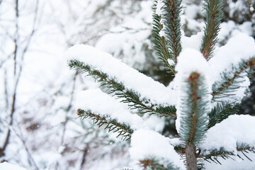 Christmas banner with spruce tree in snow and blurry background with space for text. Spruce branches are covered with soft white freshly fallen snow, beautiful winter nature in forest.