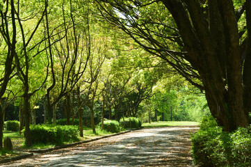 Spring park, walking path in the morning light