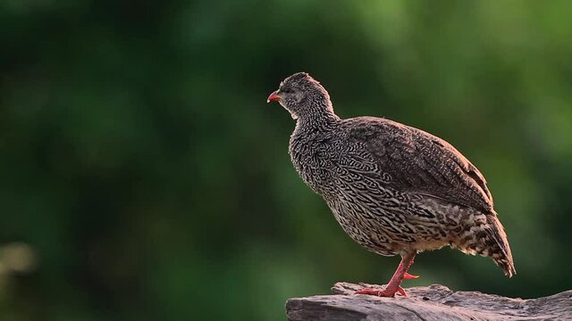 Natal francolin grooming and singing in the morning in Mapungubwe National park, South Africa ; Specie Pternistis natalensis family of Phasianidae