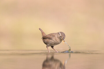 Eurasian wren catches worm in the puddle at dawn (Troglodytes troglodytes)