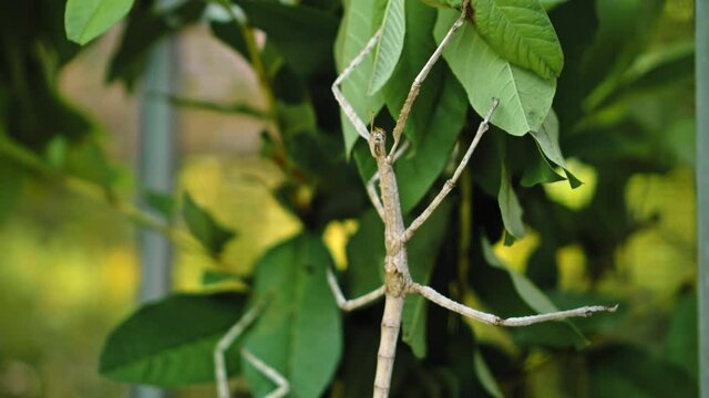 Indonesian beetle the Phasmatoptera cyphocraniu gigas from the family of fowl sitting on the leaves of a tree
