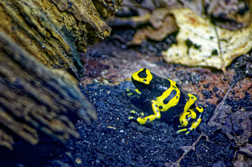 Grenouille vénimeuse, sujet isolé