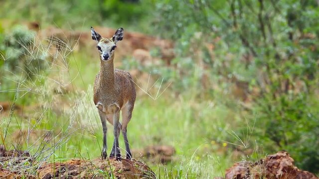 Klipspringer female standing in termite mound in the wind in Mapungubwe National park, South Africa ; Specie Oreotragus oreotragus family of Bovidae