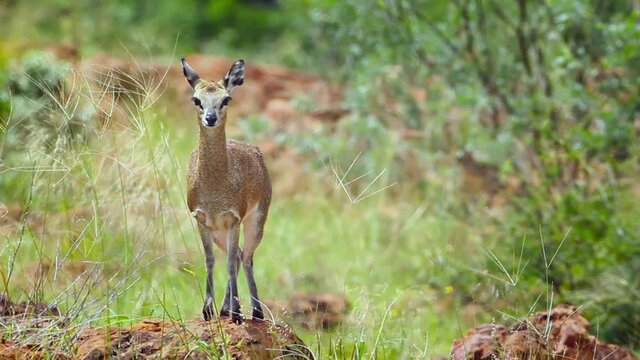Klipspringer couple standing in termite mound in the wind in Mapungubwe National park, South Africa ; Specie Oreotragus oreotragus family of Bovidae