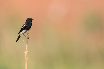 Obraz premium Pied Stonechat, Saxicola caprea rossorum