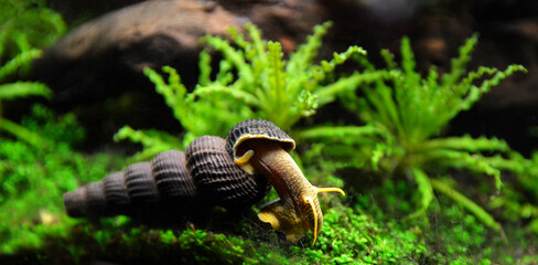 Aquatic snail Tylomelania in an aquarium. © jpr03