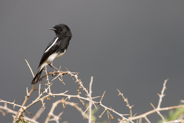 Pied Stonechat, Saxicola caprea rossorum