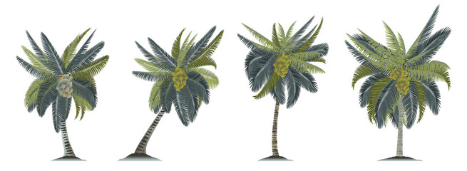 Fototapeta na wymiar Coconut trees with shadow isolated on white. Vector illustration