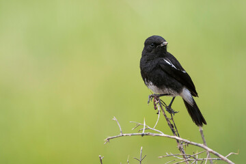 Pied Stonechat, Saxicola caprea rossorum