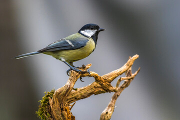 Kohlmeise (parus major)