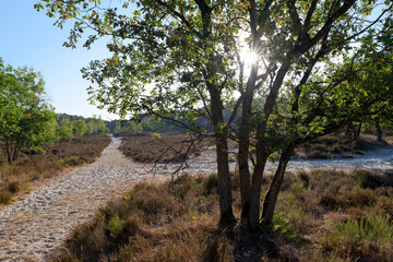 Fototapeta na wymiar Hiking path in the french Gatinais regional nature park