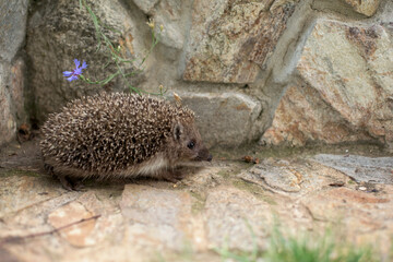 A nice little hedgehog walks in the garden