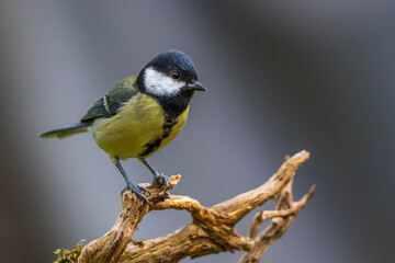 Kohlmeise (parus major)