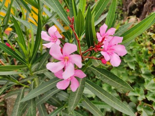 Nerium oleander