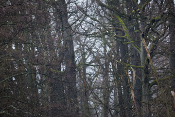Fototapeta premium Black Woodpecker, Dryocopus martius martius
