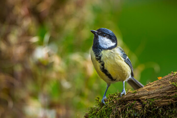 Kohlmeise (parus major)