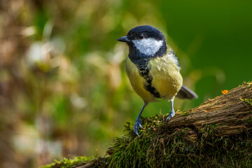 Obraz premium Kohlmeise (parus major)