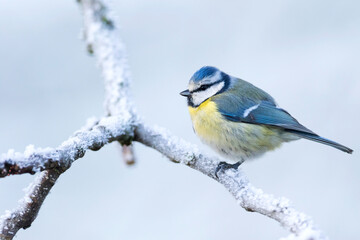 Blue Tit, Cyanistes caeruleus caeruleus