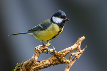 Obraz premium Kohlmeise (parus major)