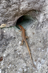 Lizard on sandstone rock in Fontainebleau forest