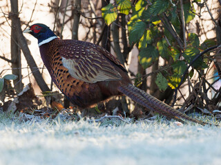 A male pheasant (Phasianus colchicus) looking for food on a frosty ground in a rural garden