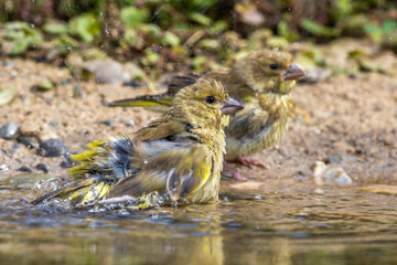 Grünfink (Carduelis chloris) badet