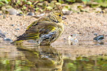 Grünfink (Carduelis chloris) badet