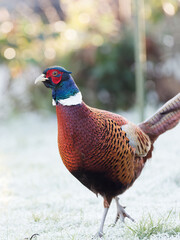 A male pheasant (Phasianus colchicus) looking for food on a frosty ground in a rural garden