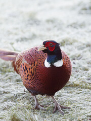 A male pheasant (Phasianus colchicus) looking for food on a frosty ground in a rural garden