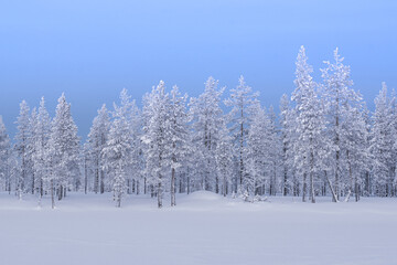 Snow covered trees Finalnd