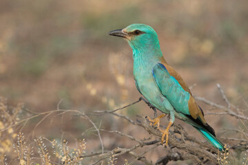 European Roller, Coracias garrulus