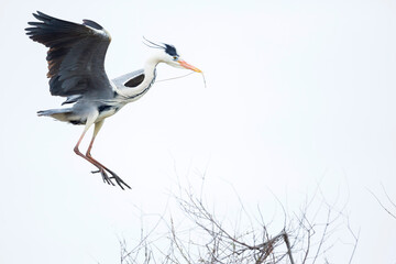Grey Heron, Ardea cinerea