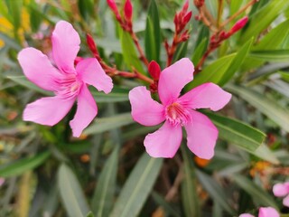 Nerium oleander