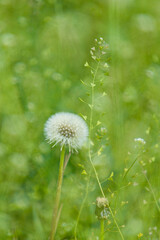 Dandelion on green blurred background among wildflowers.