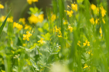 Wildflowers on blurred background