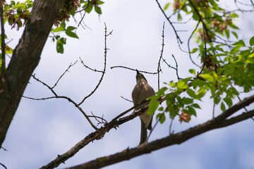 Jay ordinary among branches on a tree